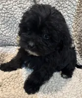 Cocoa Boy 1, a male Yorkipoo for sale in Randolph, MS – 1 of 1