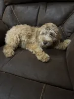 Molly Boy 3, a male Poodle - Miniature  for sale in Randolph, MS – 1 of 1