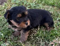 Milo Boy 2 , a male Yorkshire Terrier for sale in Randolph, MS – Photo 2 of 2