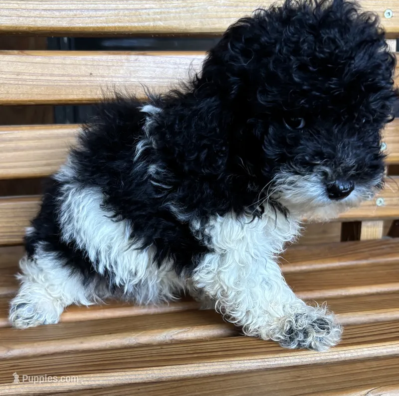 Cookie Girl 1 – Poochon puppy for sale in Randolph, MS