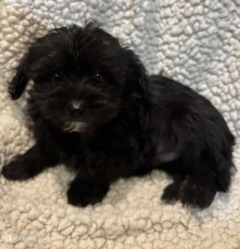 Cocoa Boy 3 – Yorkipoo puppy for sale in Randolph, MS