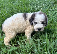 Sassy Girl 2, a female Miniature Aussiedoodle for sale in Randolph, MS – 2 of 3