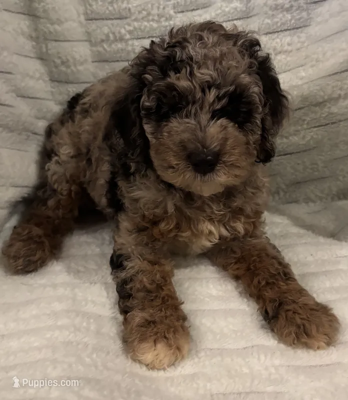 Molly Girl 1 – Poodle - Miniature  puppy for sale in Randolph, MS