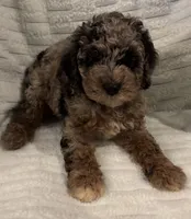 Molly Girl 1, a female Poodle - Miniature  for sale in Randolph, MS – 1 of 1