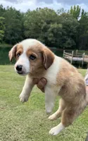 Cora Girl, a female Pembroke Welsh Corgi for sale in Randolph, MS – 2 of 2