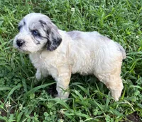Sassy Girl 1, a female Miniature Aussiedoodle for sale in Randolph, MS – 4 of 4