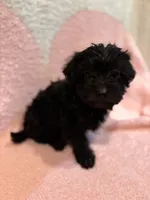 Cocoa Girl 2, a female Yorkipoo for sale in Randolph, MS – 2 of 2