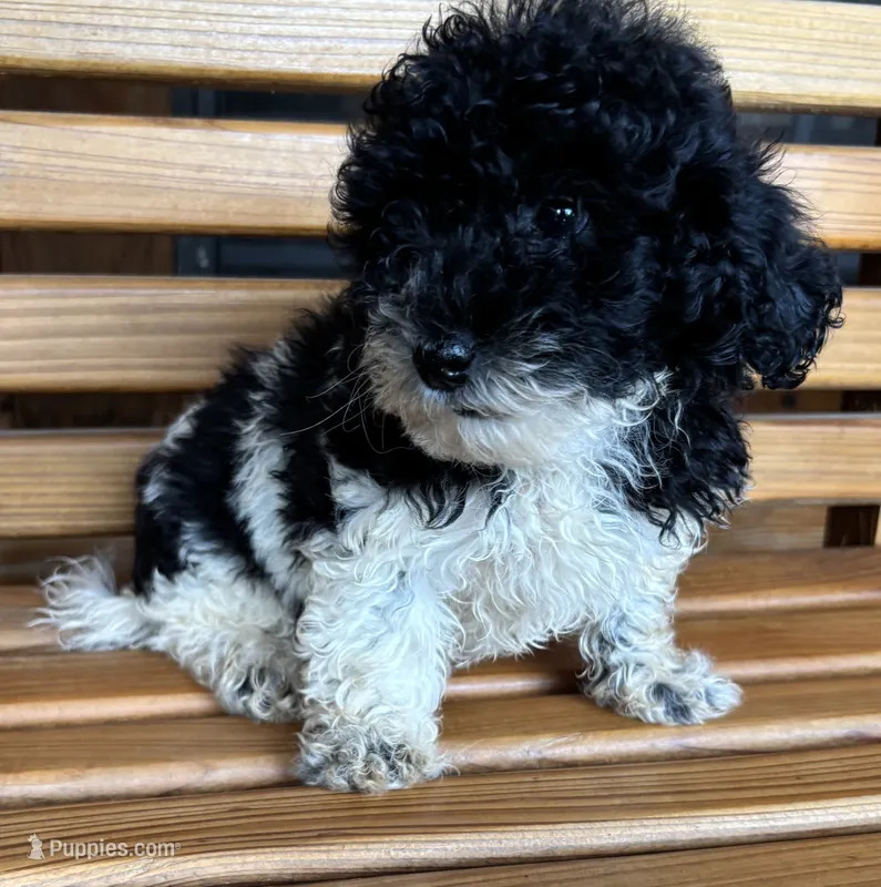 Cookie Girl 1 – Poochon puppy for sale in Randolph, MS