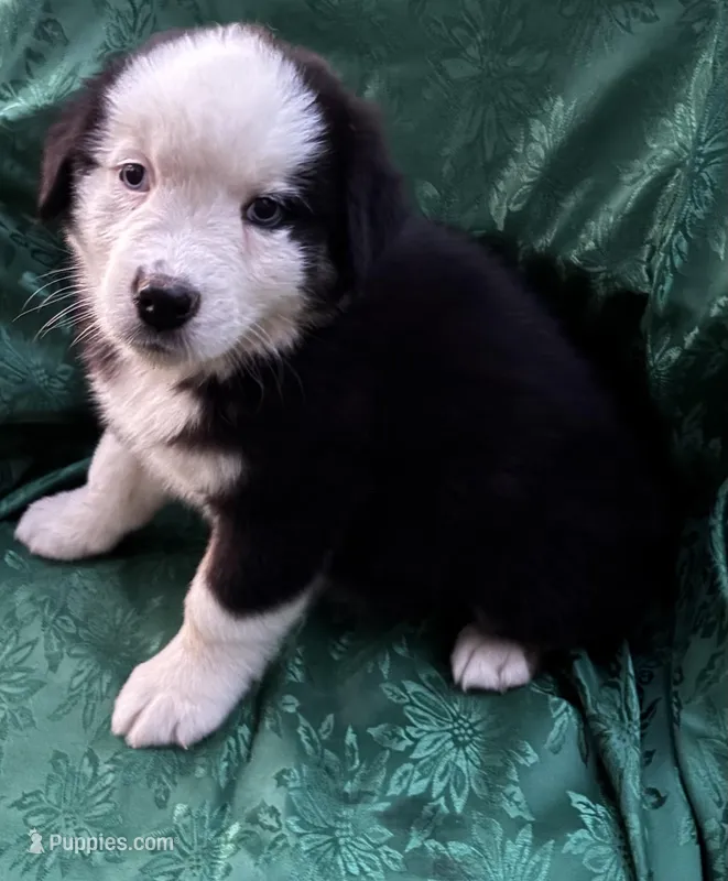 Lily Girl 1 – Australian Shepherd puppy for sale in Randolph, MS