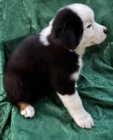 Lily Girl 1, a male Australian Shepherd for sale in Randolph, MS – Photo 3 of 3