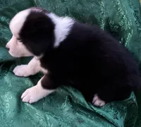 Lily Girl 1, a male Australian Shepherd for sale in Randolph, MS – Photo 2 of 3