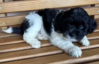 Penny Boy 1, a female Shihpoo for sale in Randolph, MS – 2 of 3