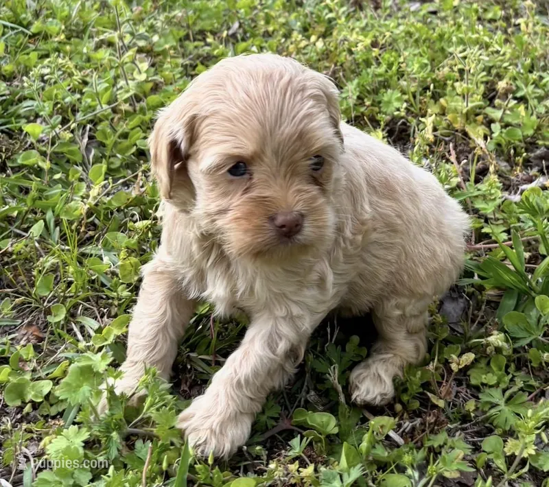 Goldie Girl 1 – Miniature Goldendoodle puppy for sale in Randolph, MS