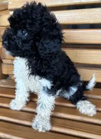 Penny Boy 4, a female Shihpoo for sale in Randolph, MS – 3 of 3