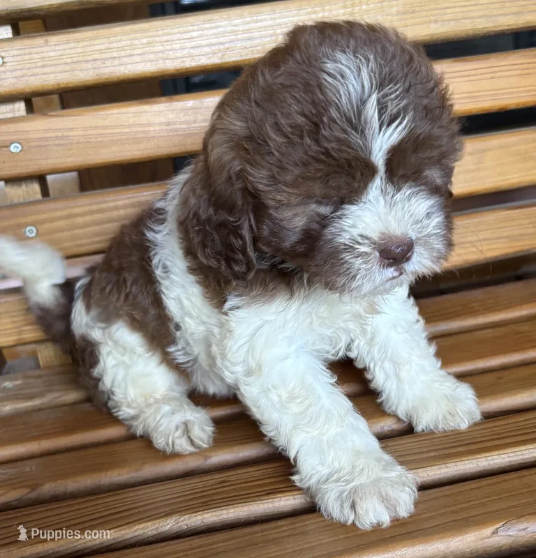 Penny Girl 1 – Shihpoo puppy for sale in Randolph, MS