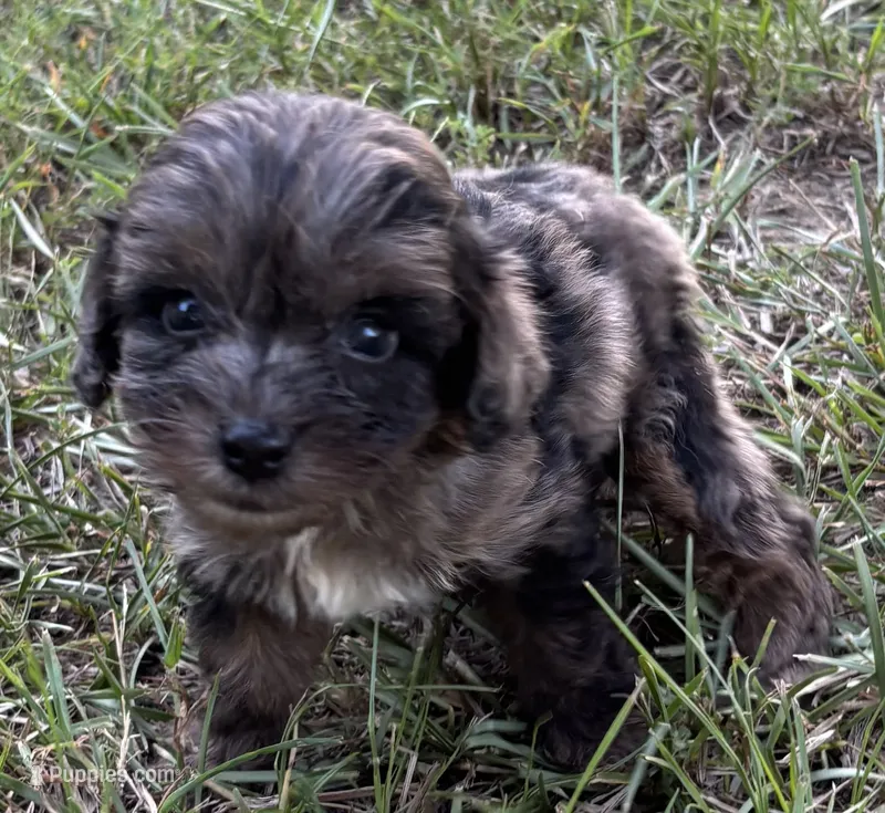 CavaPoo Boy 2 – Cavapoo puppy for sale in Randolph, MS