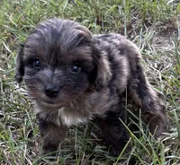 CavaPoo Boy 2, a male Cavapoo for sale in Randolph, MS – 1 of 3