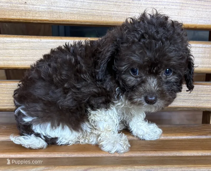 Cookie Girl 4 – Poochon puppy for sale in Randolph, MS