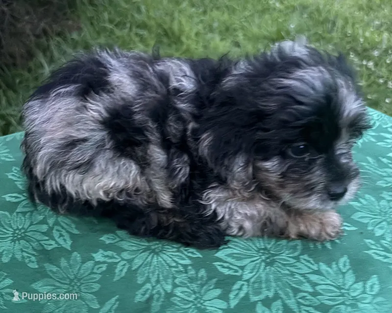Molly Boy 4 – Poodle - Miniature  puppy for sale in Randolph, MS