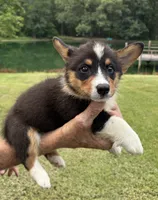 Rocky Boy 1, a male Pembroke Welsh Corgi for sale in Randolph, MS – 2 of 2