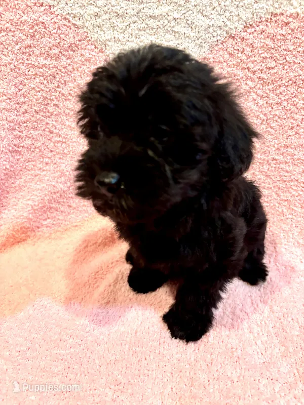 Cocoa Girl 2 – Yorkipoo puppy for sale in Randolph, MS