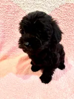 Cocoa Girl 2, a female Yorkipoo for sale in Randolph, MS – 1 of 2