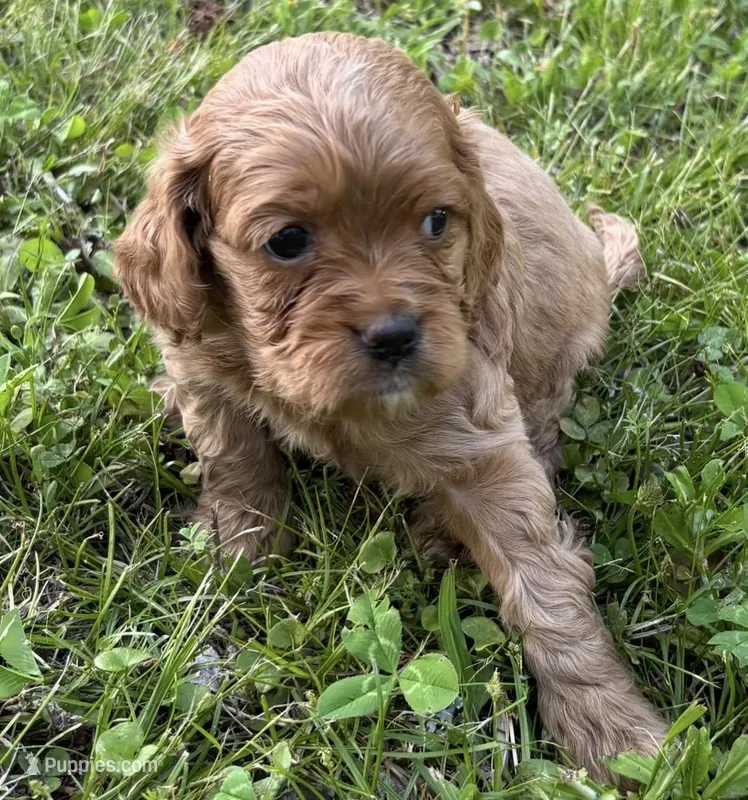 Goldie Girl 2  – Miniature Goldendoodle puppy for sale in Randolph, MS