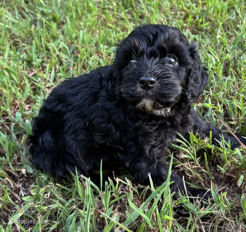 CavaPoo Boy 4 – Cavapoo puppy for sale in Randolph, MS