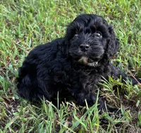 CavaPoo Boy 4, a male Cavapoo for sale in Randolph, MS – 1 of 4