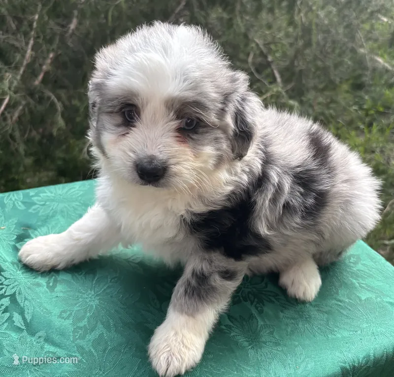 Pepper Boy 2 – Miniature Aussiedoodle puppy for sale in Randolph, MS