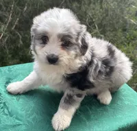 Pepper Boy 2, a male Miniature Aussiedoodle for sale in Randolph, MS – 1 of 2