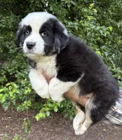 Bandit Boy 4, a male Australian Shepherd for sale in Randolph, MS – Photo 2 of 2