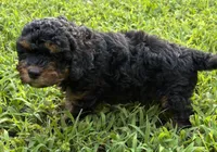 Cavapoo Boy 3, a male Cavapoo for sale in Randolph, MS – 2 of 3