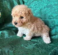 Romeo Boy 1, a male Poochon for sale in Randolph, MS – Photo 2 of 2