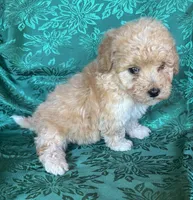 Romeo Boy 1, a male Poochon for sale in Randolph, MS – Photo 1 of 2