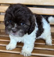 Penny Boy 2, a female Shihpoo for sale in Randolph, MS – 3 of 3