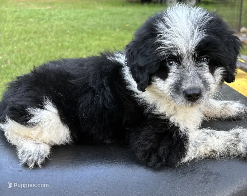 Pepper Girl 2 – Miniature Aussiedoodle puppy for sale in Randolph, MS