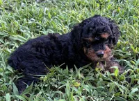 Cavapoo Boy 3, a male Cavapoo for sale in Randolph, MS – 3 of 3