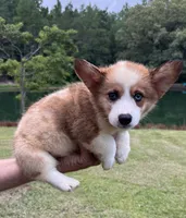Rocky Boy 2, a male Pembroke Welsh Corgi for sale in Randolph, MS – 2 of 2