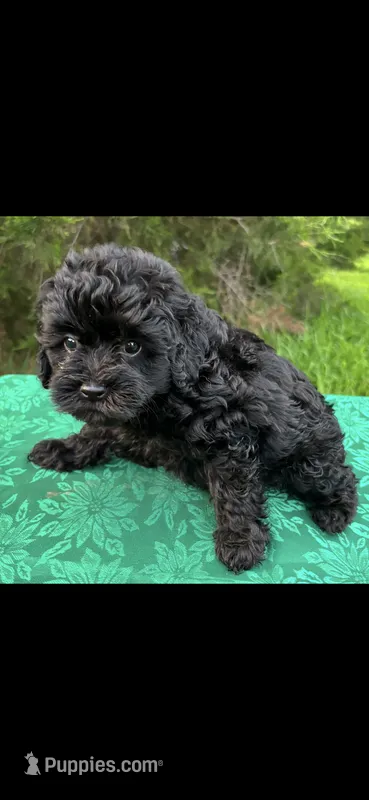 Molly Girl 3 – Poodle - Miniature  puppy for sale in Randolph, MS