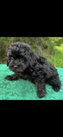 Molly Girl 3, a female Poodle - Miniature  for sale in Randolph, MS – 1 of 1