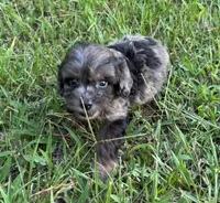 CavaPoo Boy 2, a male Cavapoo for sale in Randolph, MS – 2 of 3