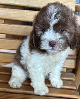 Penny Girl 3, a female Shihpoo for sale in Randolph, MS – 3 of 3