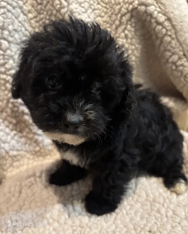 Cocoa Boy 2 – Yorkipoo puppy for sale in Randolph, MS