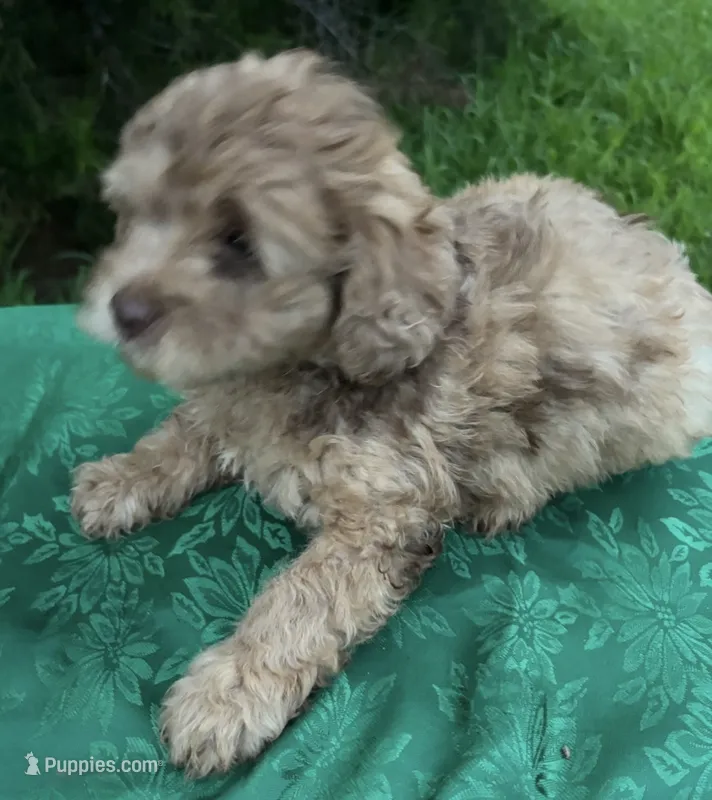 Molly Boy 3 – Poodle - Miniature  puppy for sale in Randolph, MS