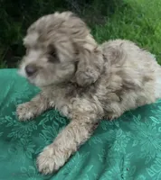 Molly Boy 3, a male Poodle - Miniature  for sale in Randolph, MS – 1 of 1