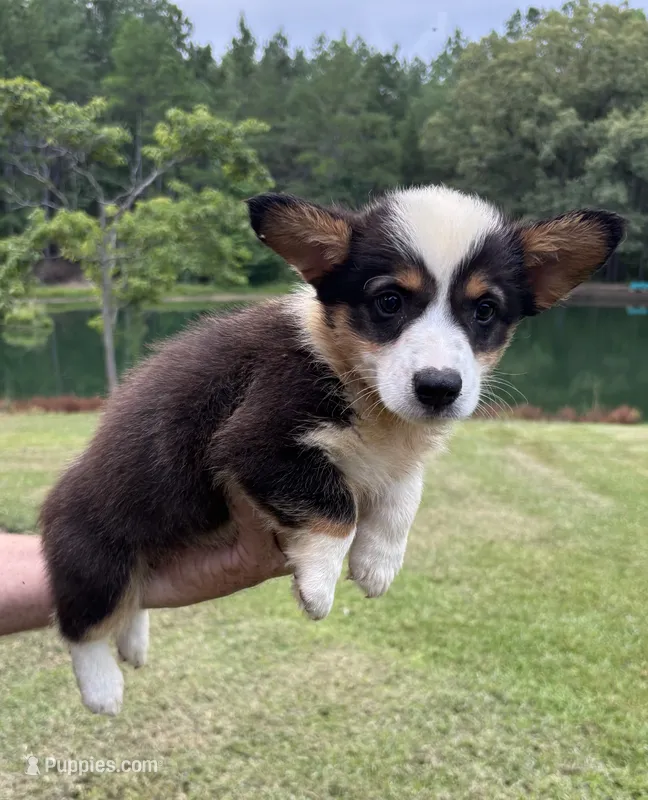 Rocky Boy 3 – Pembroke Welsh Corgi puppy for sale in Randolph, MS