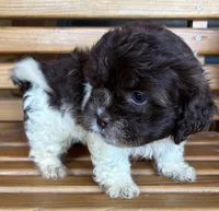 Penny Boy 2, a female Shihpoo for sale in Randolph, MS – 2 of 3