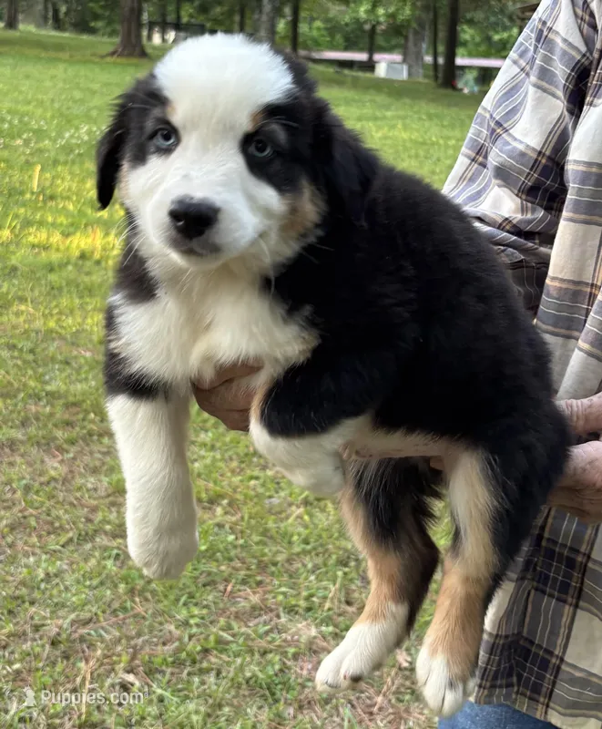 Bandit Boy 2 – Australian Shepherd puppy for sale in Randolph, MS