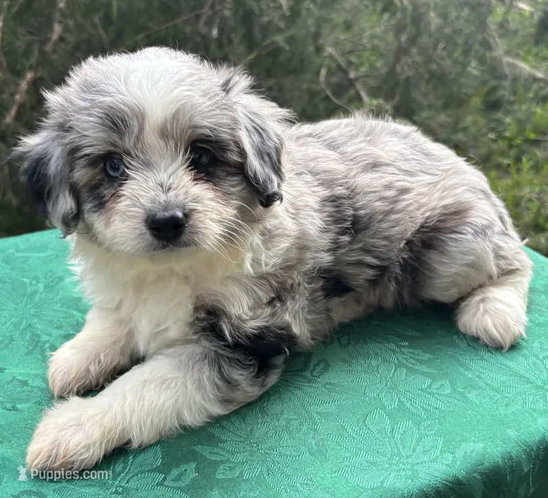 Pepper Girl 1 – Miniature Aussiedoodle puppy for sale in Randolph, MS